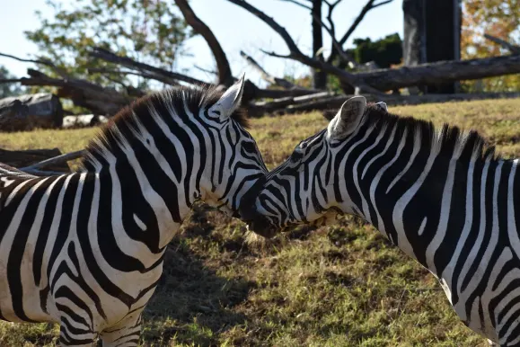 Hot Line Casino Support